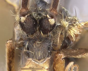 Media type: image;   Entomology 11799 Aspect: head frontal view